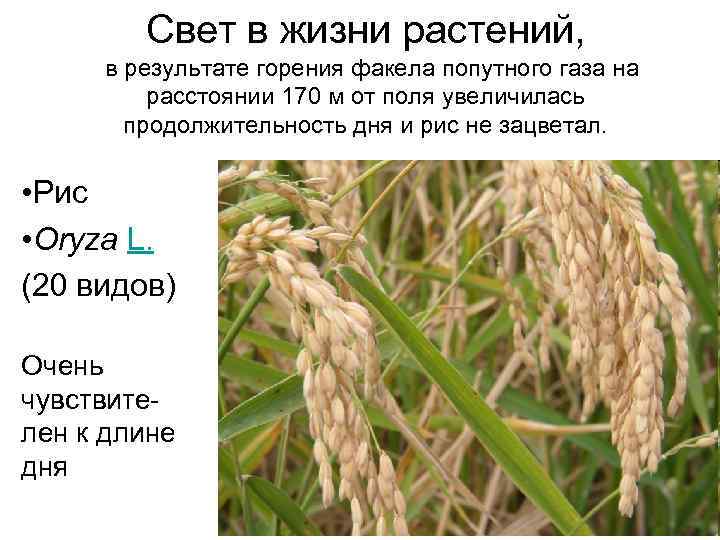 Свет в жизни растений, в результате горения факела попутного газа на расстоянии 170 м