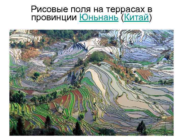 Рисовые поля на террасах в провинции Юньнань (Китай) 