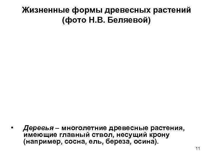 Жизненные формы древесных растений (фото Н. В. Беляевой) • Деревья – многолетние древесные растения,