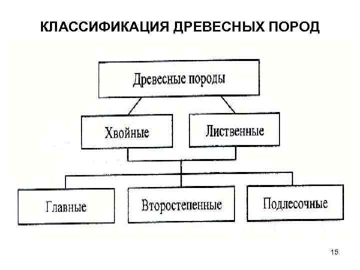 КЛАССИФИКАЦИЯ ДРЕВЕСНЫХ ПОРОД 15 