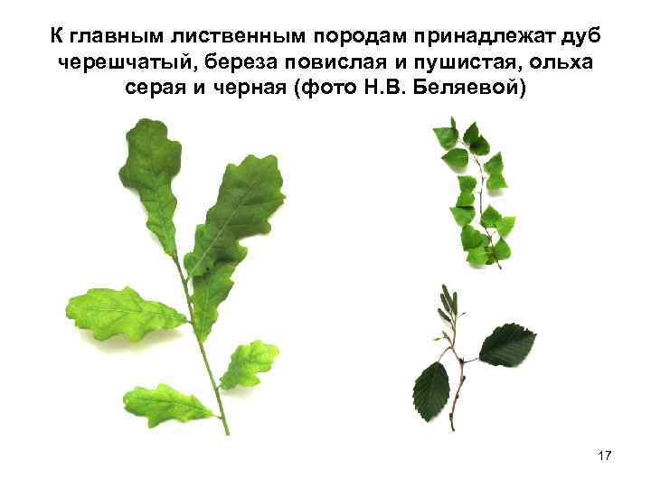 К главным лиственным породам принадлежат дуб черешчатый, береза повислая и пушистая, ольха серая и