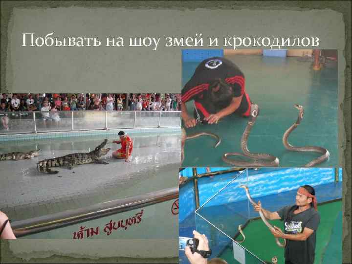 Побывать на шоу змей и крокодилов 