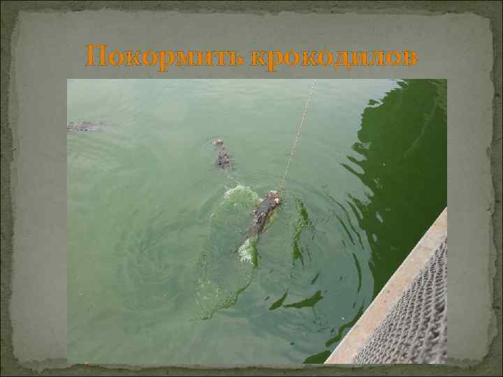 Покормить крокодилов 