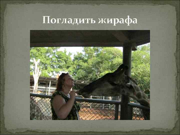 Погладить жирафа 