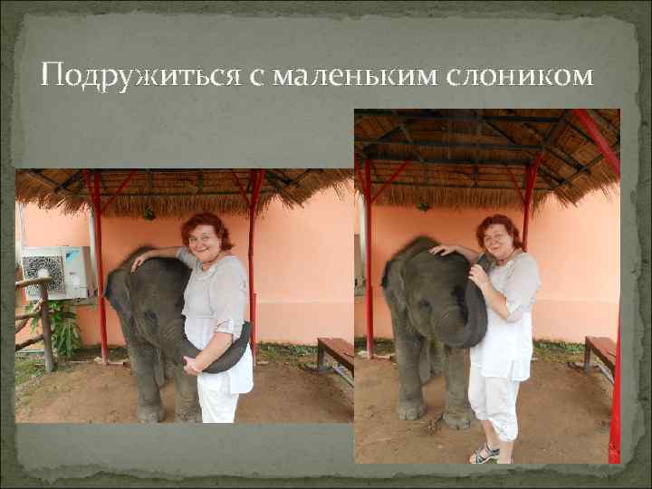 Подружиться с маленьким слоником 