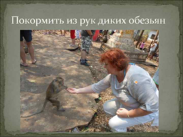 Покормить из рук диких обезьян 