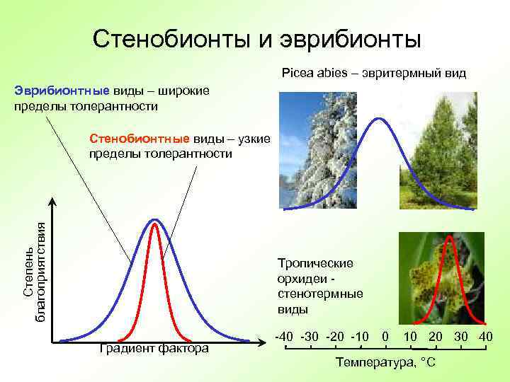    Стенобионты и эврибионты    Picea abies – эвритермный вид