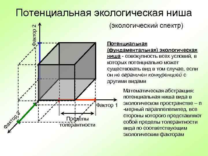    Потенциальная экологическая ниша    (экологический спектр)  Фактор 2