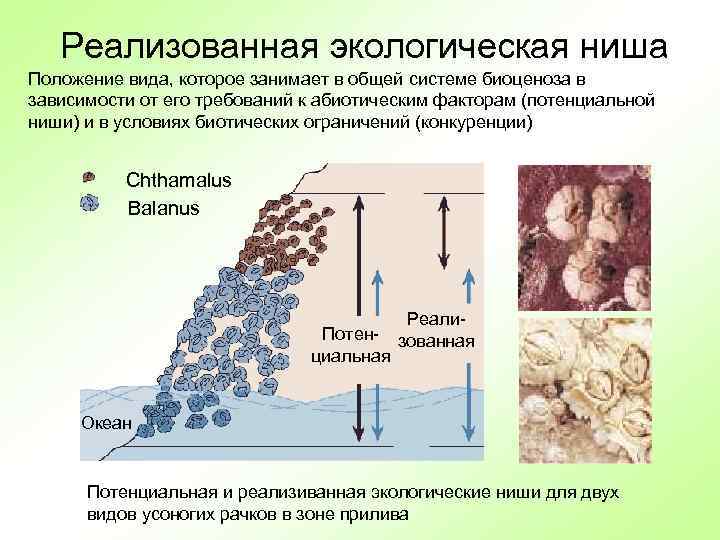   Реализованная экологическая ниша Положение вида, которое занимает в общей системе биоценоза в