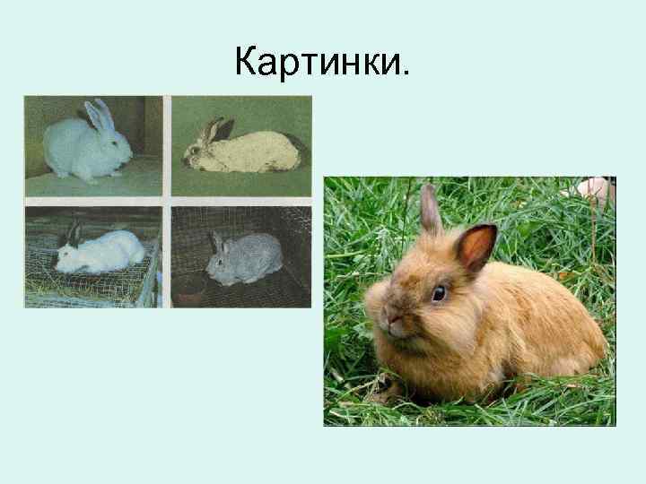 Картинки. 