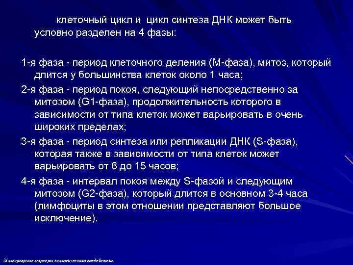    клеточный цикл и цикл синтеза ДНК может быть   условно
