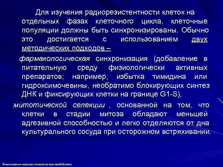    Для изучения радиорезистентности клеток на   отдельных фазах клеточного цикла,