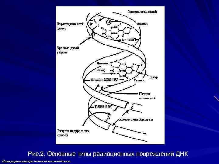 Рис. 2. Основные типы радиационных повреждений ДНК Молекулярные маркеры экологического воздействия Рис. 2. Основные типы радиационных повреждений ДНК Молекулярные маркеры экологического воздействия