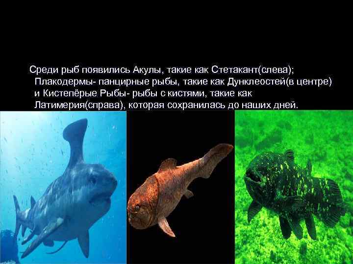 Среди рыб появились Акулы, такие как Стетакант(слева);  Плакодермы- панцирные рыбы, такие как Дунклеостей(в