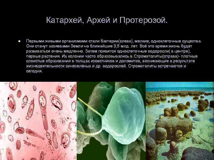 Первые живые организмы на земле Архей. Катархей бактерии. Архей протерозой.