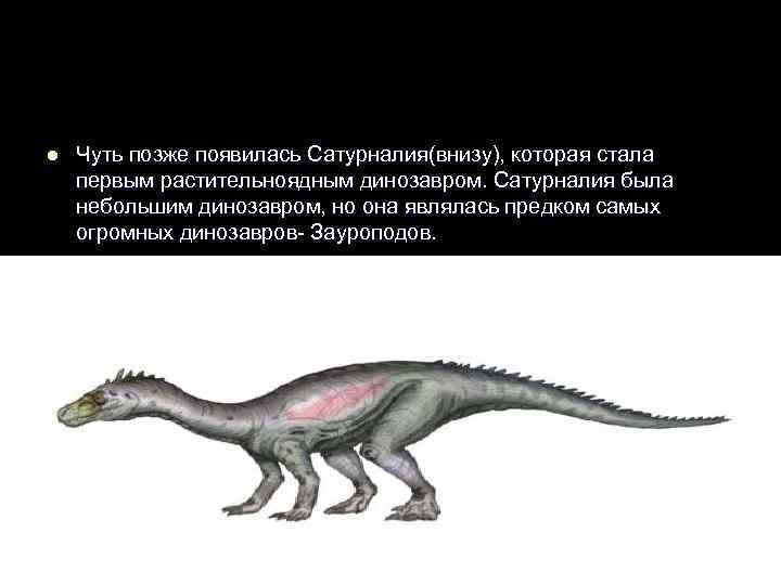 l  Чуть позже появилась Сатурналия(внизу), которая стала первым растительноядным динозавром. Сатурналия была небольшим