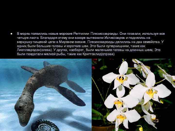 l  В морях появились новые морские Рептилии- Плезиозавроиды. Они плавали, используя все четыре