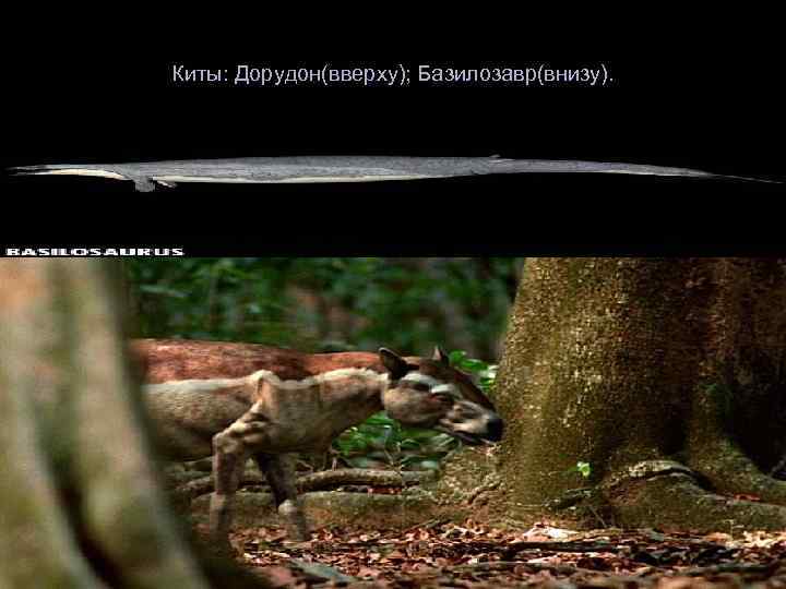 Киты: Дорудон(вверху); Базилозавр(внизу). 