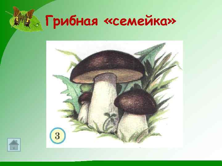 Грибная «семейка» 