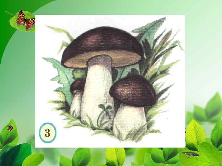 ЗАГАДКА Землю пробуравил. Корешок оставил, Сам на свет явился, Шапочкой прикрылся. ГРИБ 