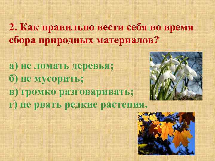 2. Как правильно вести себя во время сбора природных материалов? а) не ломать деревья;