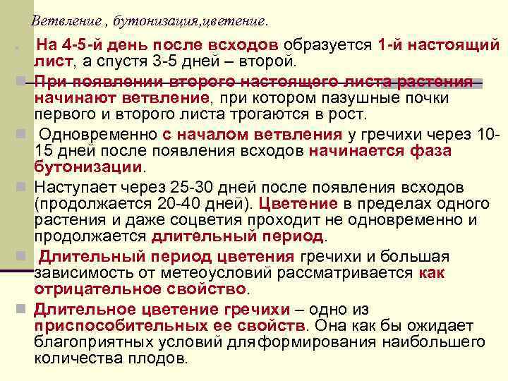 Ветвление , бутонизация, цветение. n n n На 4 -5 -й день после всходов