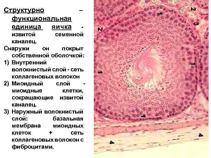 Слои стенки извитого семенного канальца