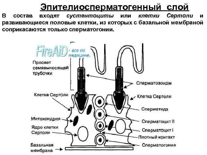 Эпителиосперматогенный слой В состав входят сустентоциты или клетки Сертоли и развивающиеся половые клетки, из