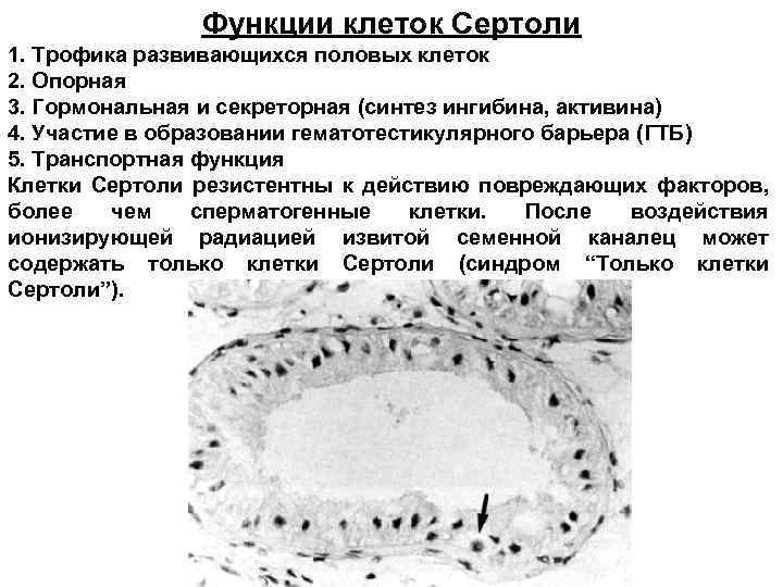 Функции клеток Сертоли 1. Трофика развивающихся половых клеток 2. Опорная 3. Гормональная и секреторная