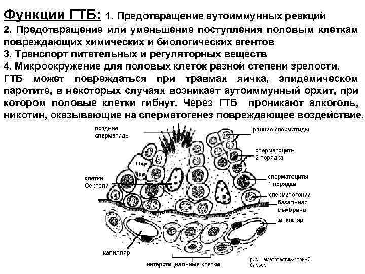 Функции ГТБ: 1. Предотвращение аутоиммунных реакций 2. Предотвращение или уменьшение поступления половым клеткам повреждающих