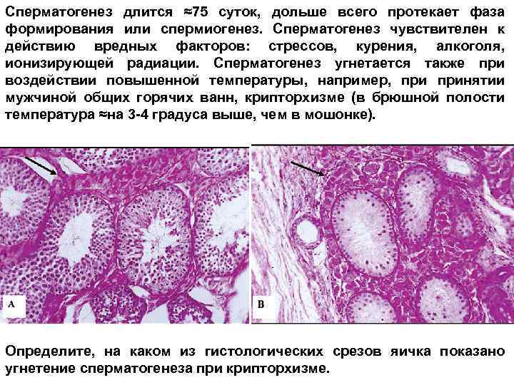 Сперматогенез длится ≈75 суток, дольше всего протекает фаза формирования или спермиогенез. Сперматогенез чувствителен к