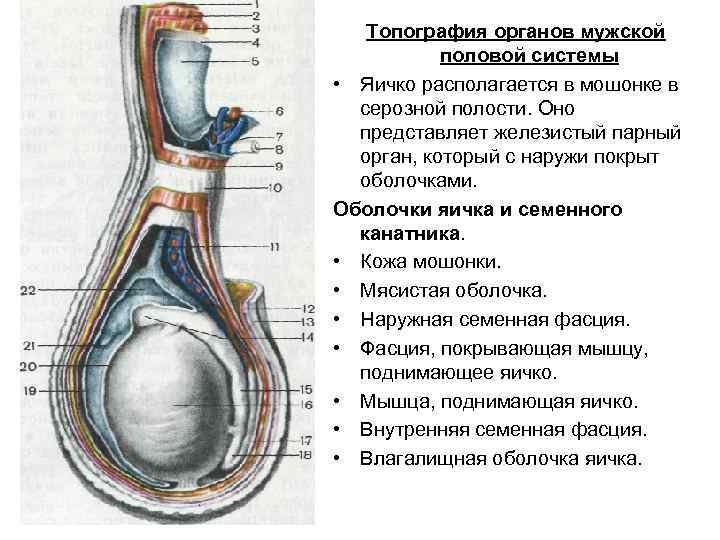 Топография органов мужской половой системы • Яичко располагается в мошонке в серозной полости. Оно