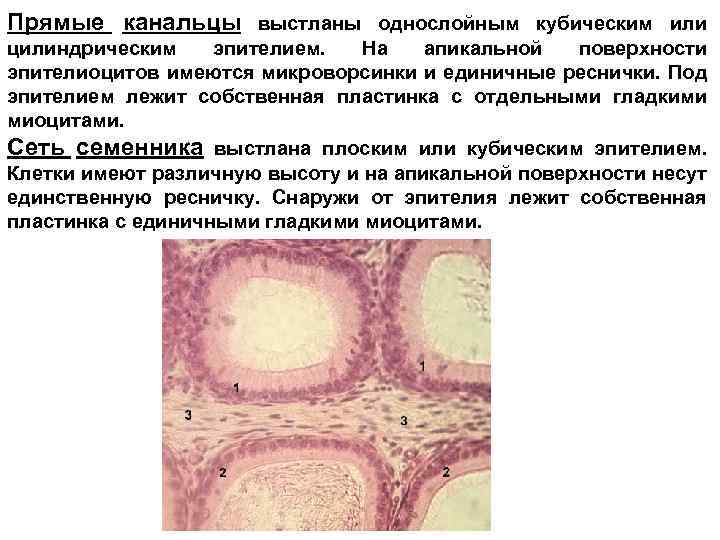 Прямые канальцы выстланы однослойным кубическим или цилиндрическим эпителием. На апикальной поверхности эпителиоцитов имеются микроворсинки