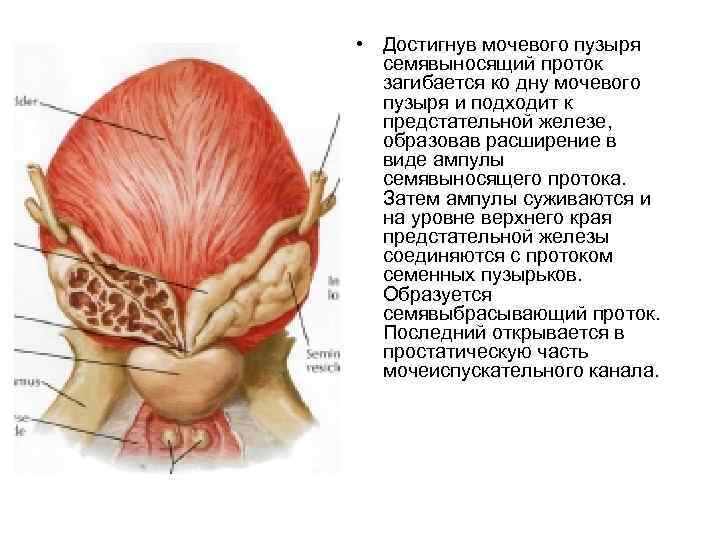  • Достигнув мочевого пузыря семявыносящий проток загибается ко дну мочевого пузыря и подходит