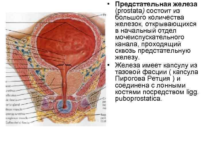  • Предстательная железа (prostata) состоит из большого количества железок, открывающихся в начальный отдел