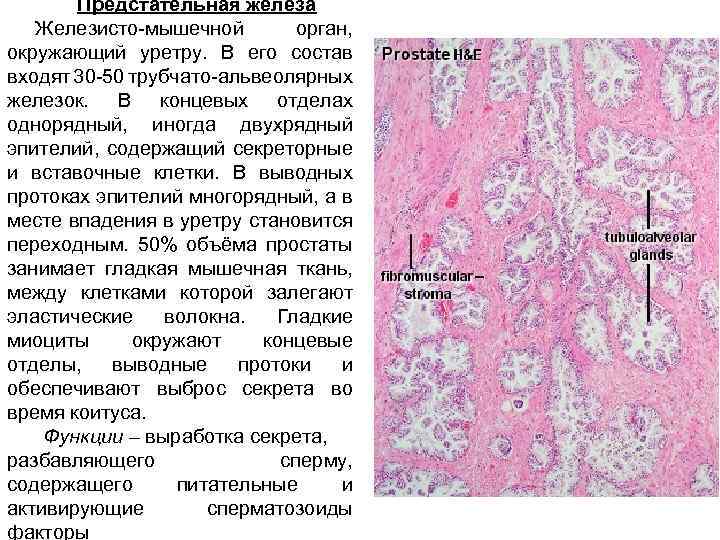 Предстательная железа Железисто-мышечной орган, окружающий уретру. В его состав входят 30 -50 трубчато-альвеолярных железок.