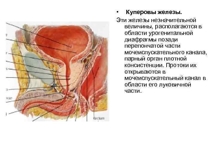  • Куперовы железы. Эти железы незначительной величины, располагаются в области урогенитальной диафрагмы позади