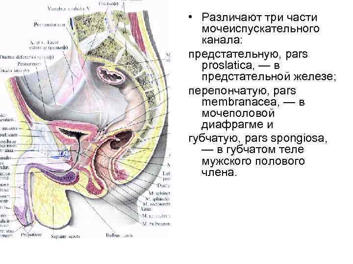  • Различают три части мочеиспускательного канала: предстательную, pars proslatica, — в предстательной железе;