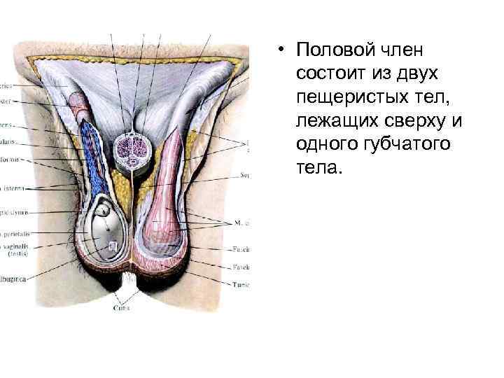  • Половой член состоит из двух пещеристых тел, лежащих сверху и одного губчатого