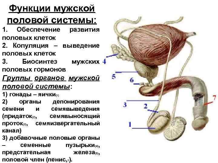 Тема половая система человека. Строение и функции мужской половой системы.