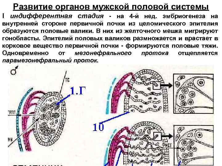 Развитие органов мужской половой системы I индифферентная стадия - на 4 -й нед. эмбриогенеза