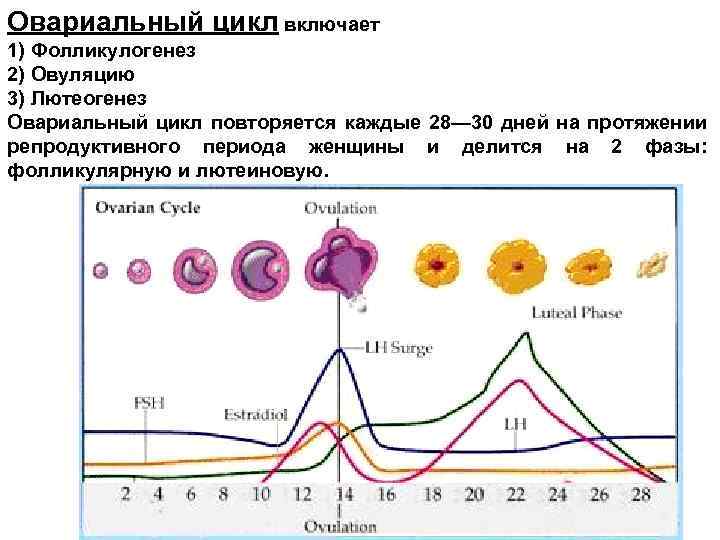 Пятиуровневая схема регуляции овариально менструационного цикла