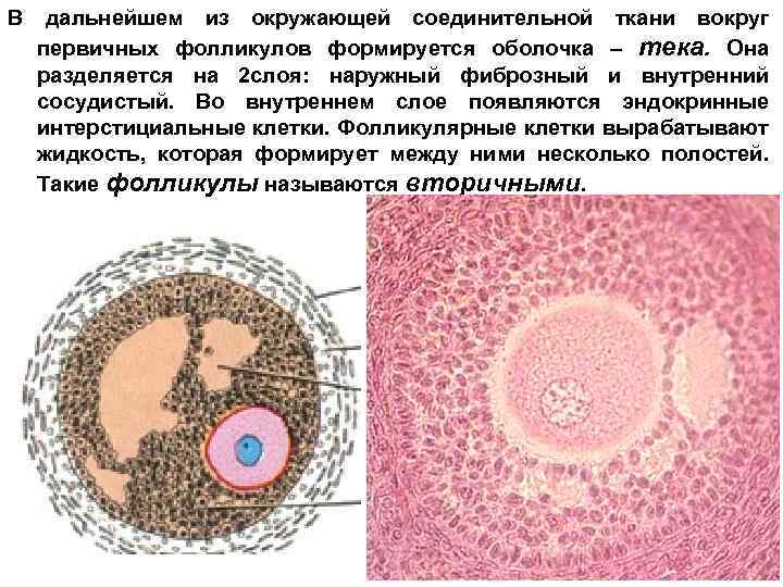 В дальнейшем из окружающей соединительной ткани вокруг первичных фолликулов формируется оболочка – тека. Она