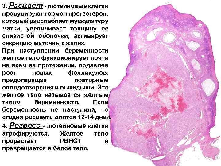 3. Расцвет - лютеиновые клетки продуцируют гормон прогестерон, который расслабляет мускулатуру матки, увеличивает толщину