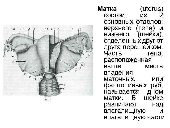 Матка рисунок анатомия