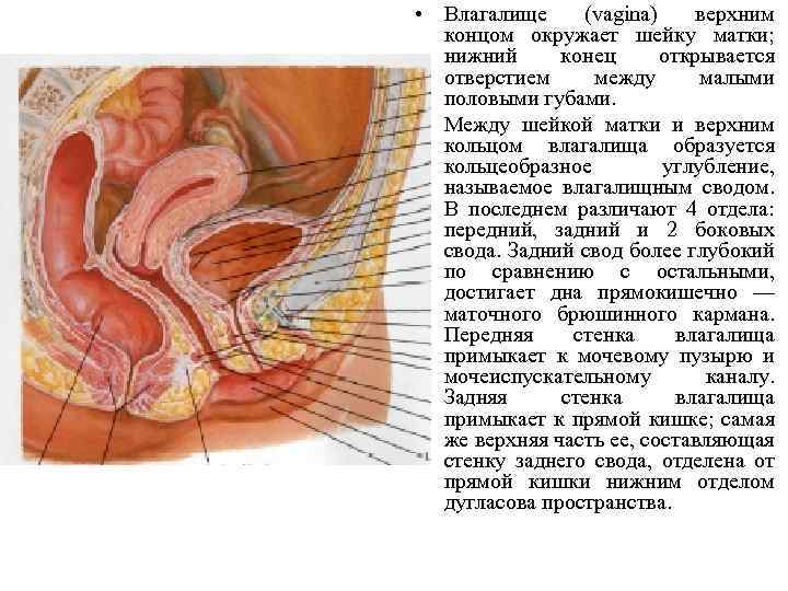  • Влагалище (vagina) верхним концом окружает шейку матки; нижний конец открывается отверстием между
