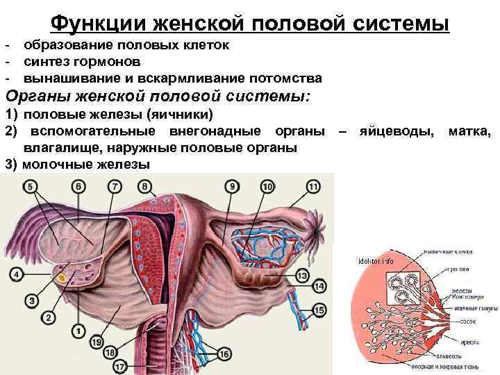 Мочеполовая система женщины фото