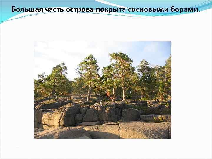 Большая часть острова покрыта сосновыми борами. 