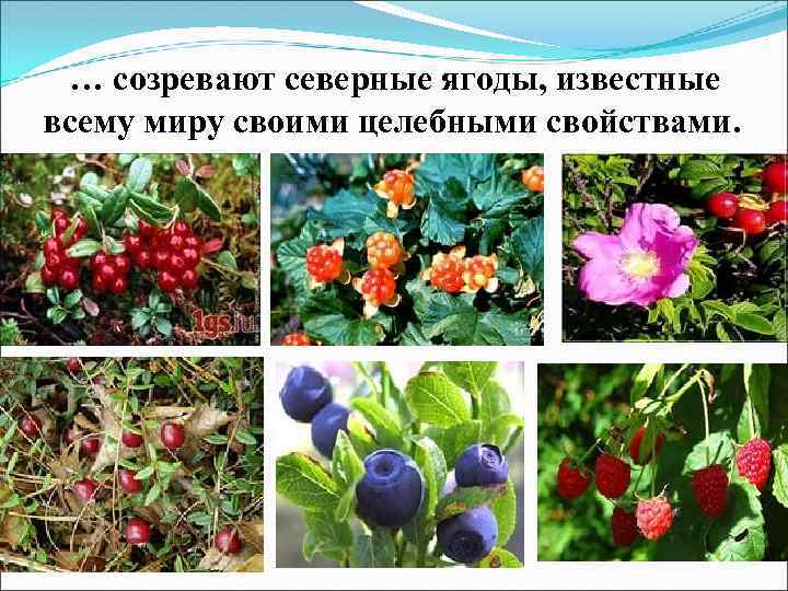 … созревают северные ягоды, известные всему миру своими целебными свойствами. 