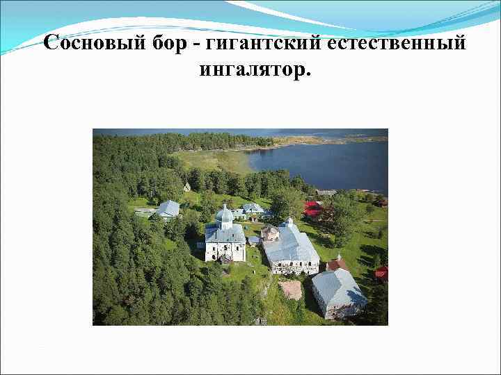 Сосновый бор - гигантский естественный ингалятор. 